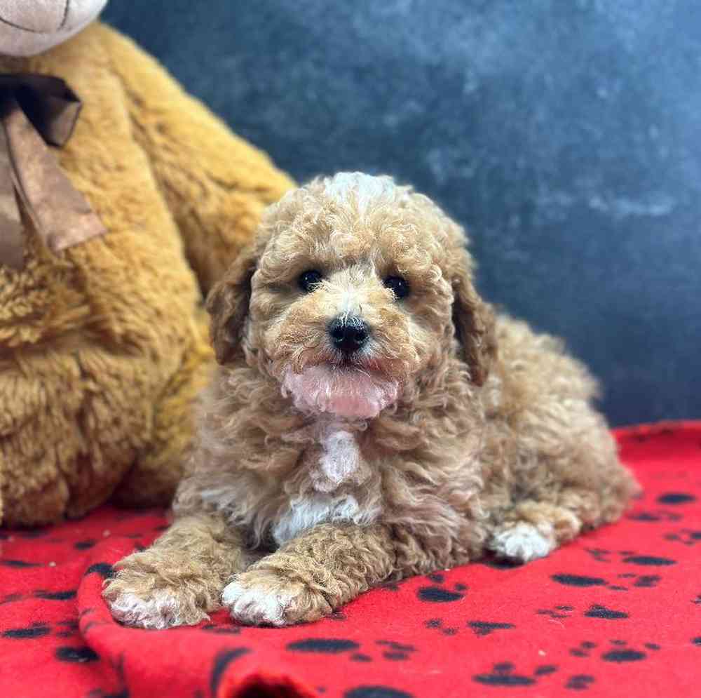 Female Mini Poodle Puppy for Sale in Millersburg, IN