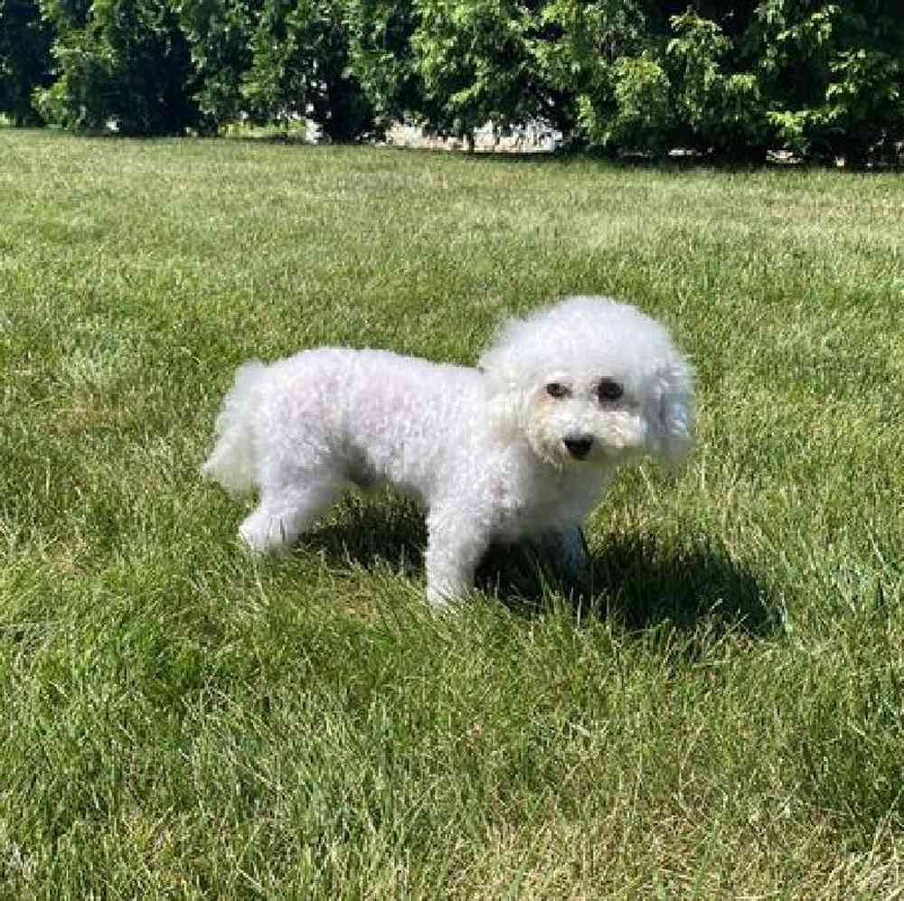 Female Hybrid Puppy for Sale in Millersburg, IN