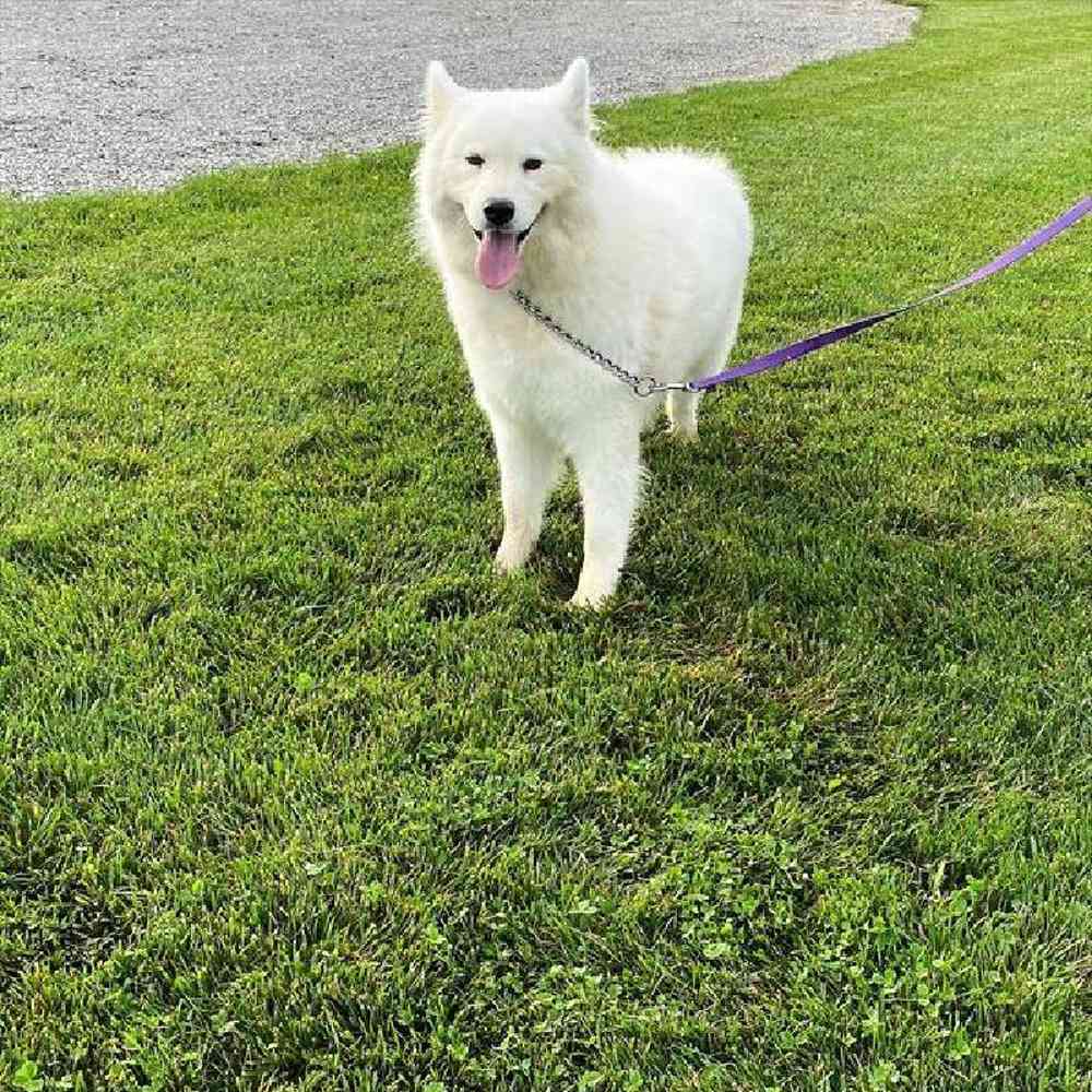 Male Samoyed Puppy for Sale in Millersburg, IN