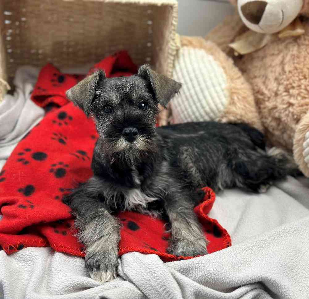 Male Mini Schnauzer Puppy for Sale in Millersburg, IN