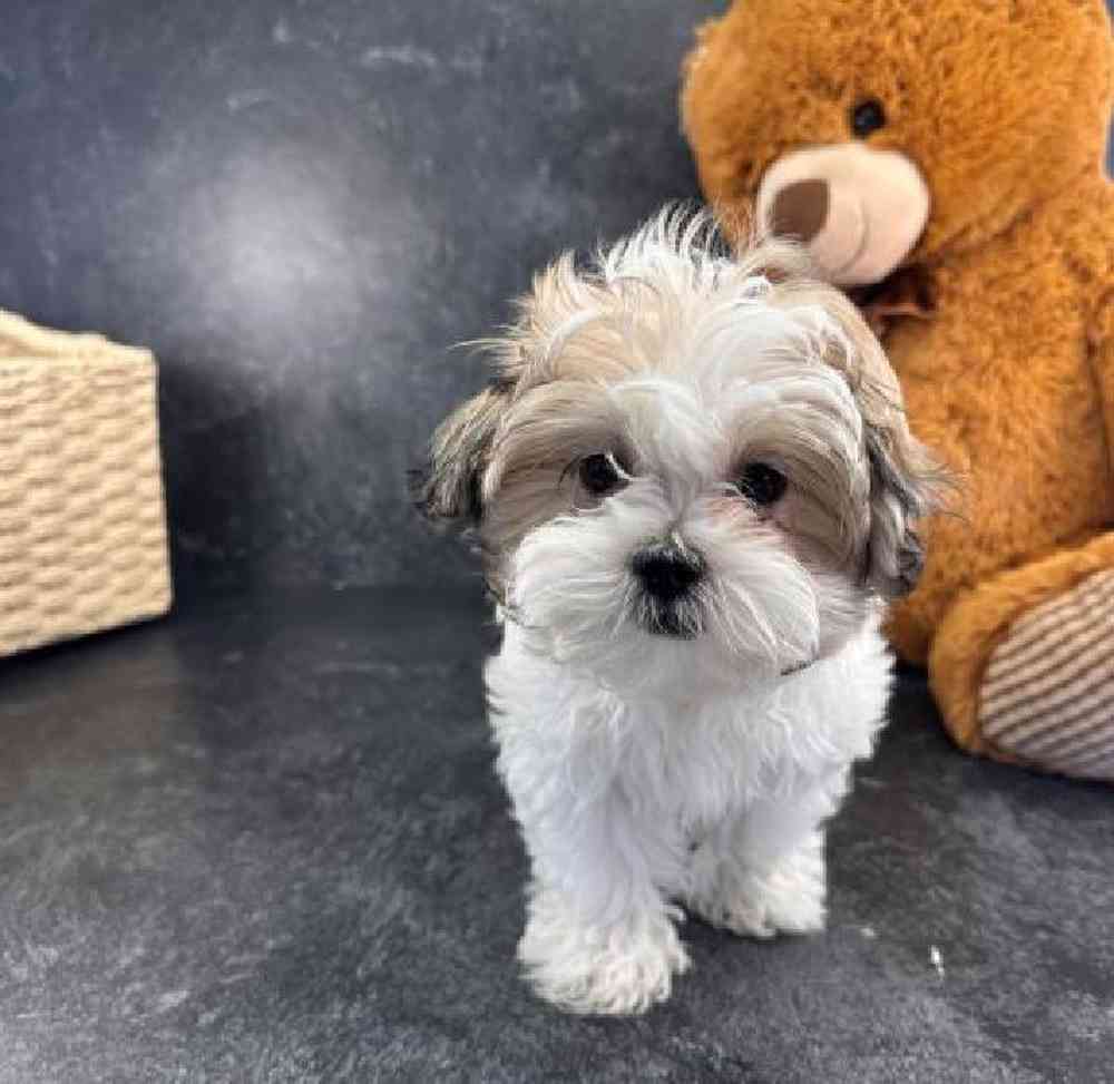 carousel pet images