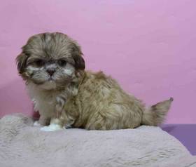 Shih Tzu