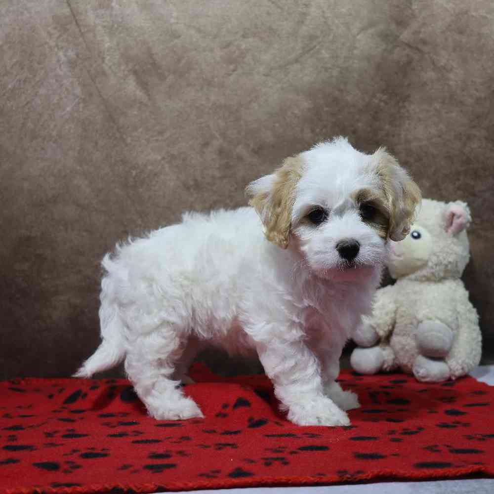 Female Cavachon Puppy for Sale in Millersburg, IN