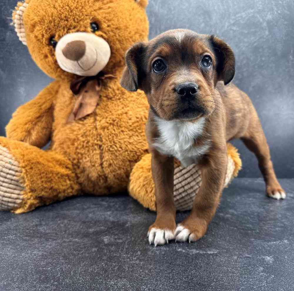 carousel pet images