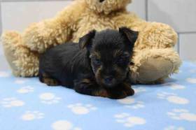 Yorkie