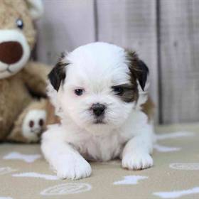 Shih Tzu
