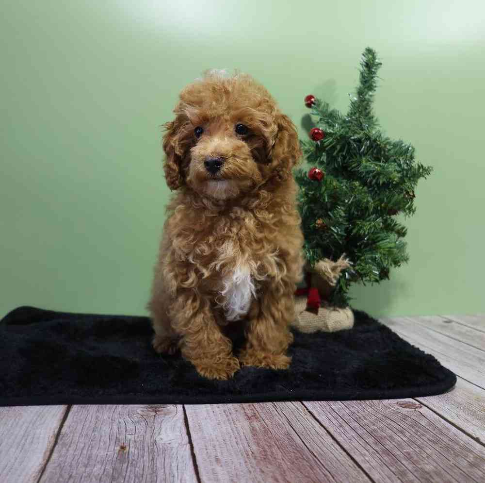 carousel pet images