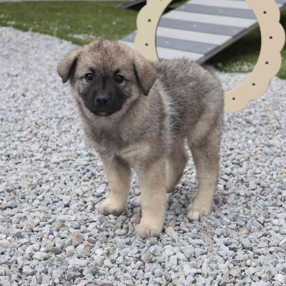 Female Norwegian Elkhound Puppy for Sale in Millersburg, IN