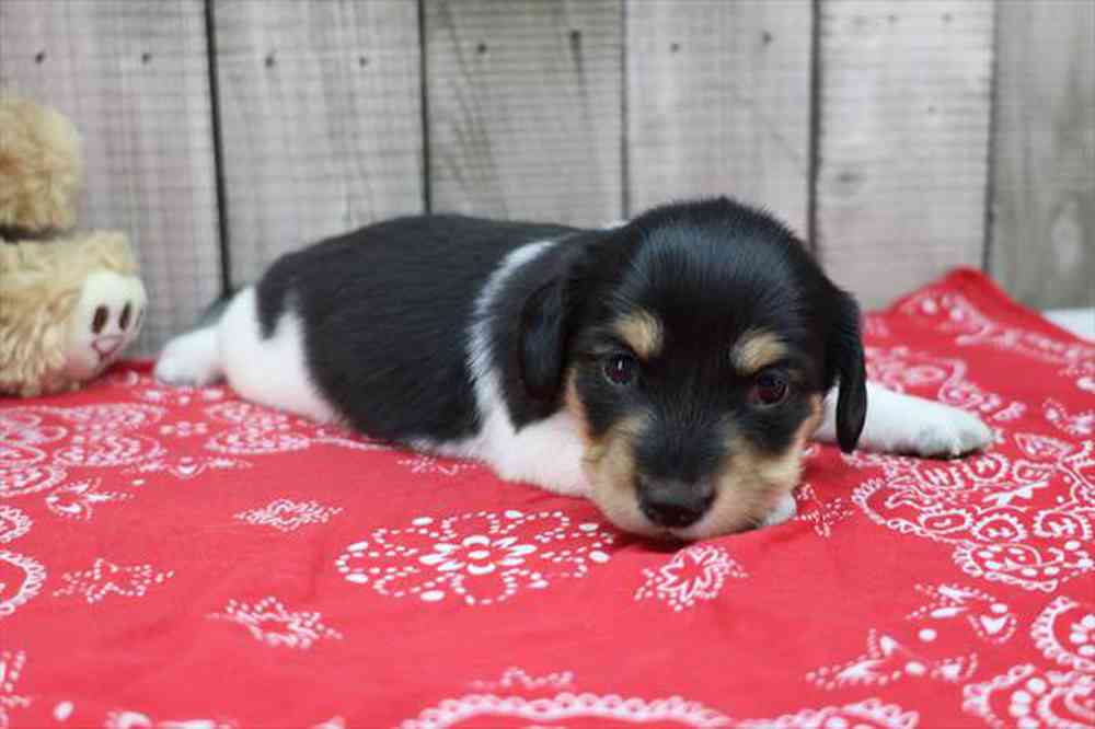 carousel pet images