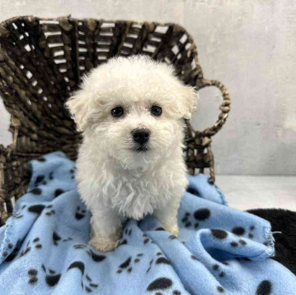 Male Bichon Puppy for Sale in Millersburg, IN