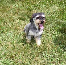 Schnoodle