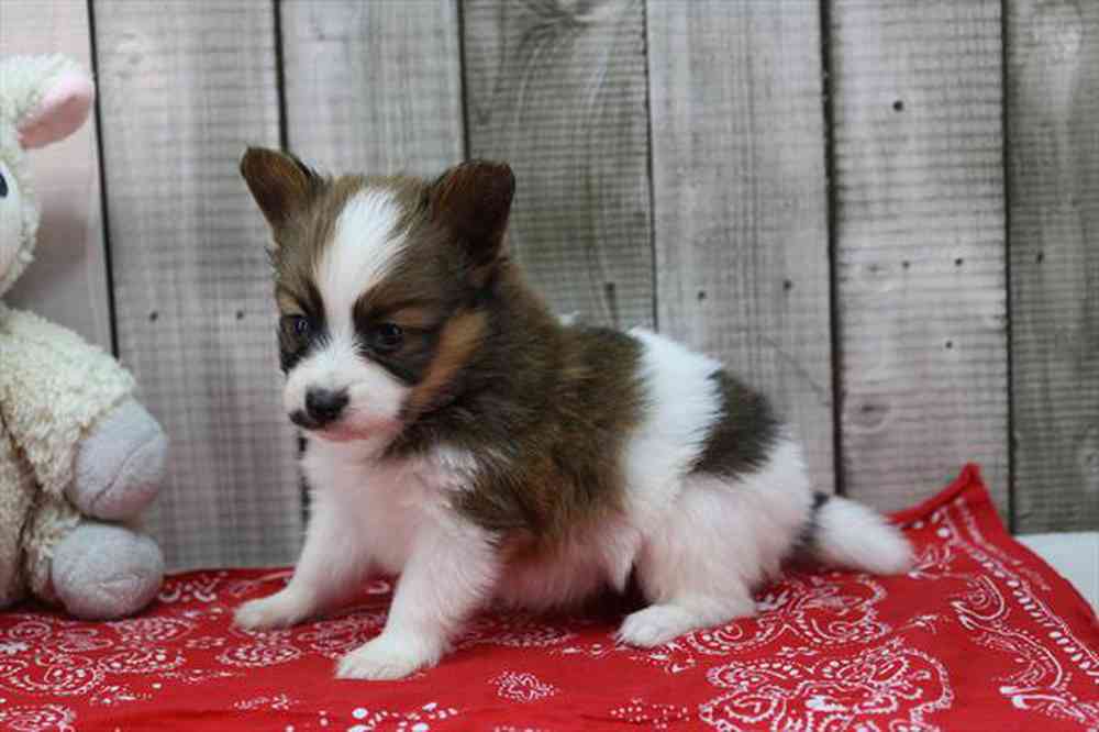carousel pet images