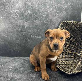 3/4 Frenchie 1/4 Bull Mastiff