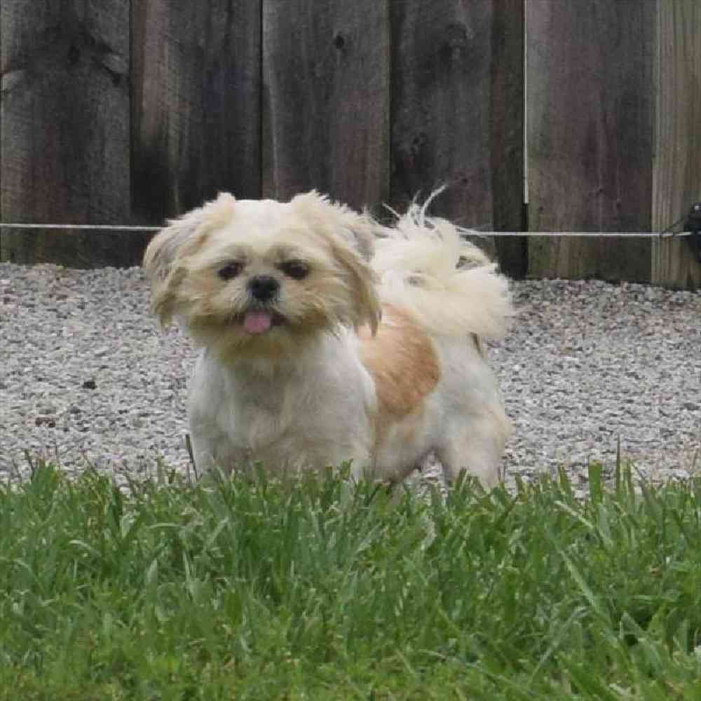 carousel pet images