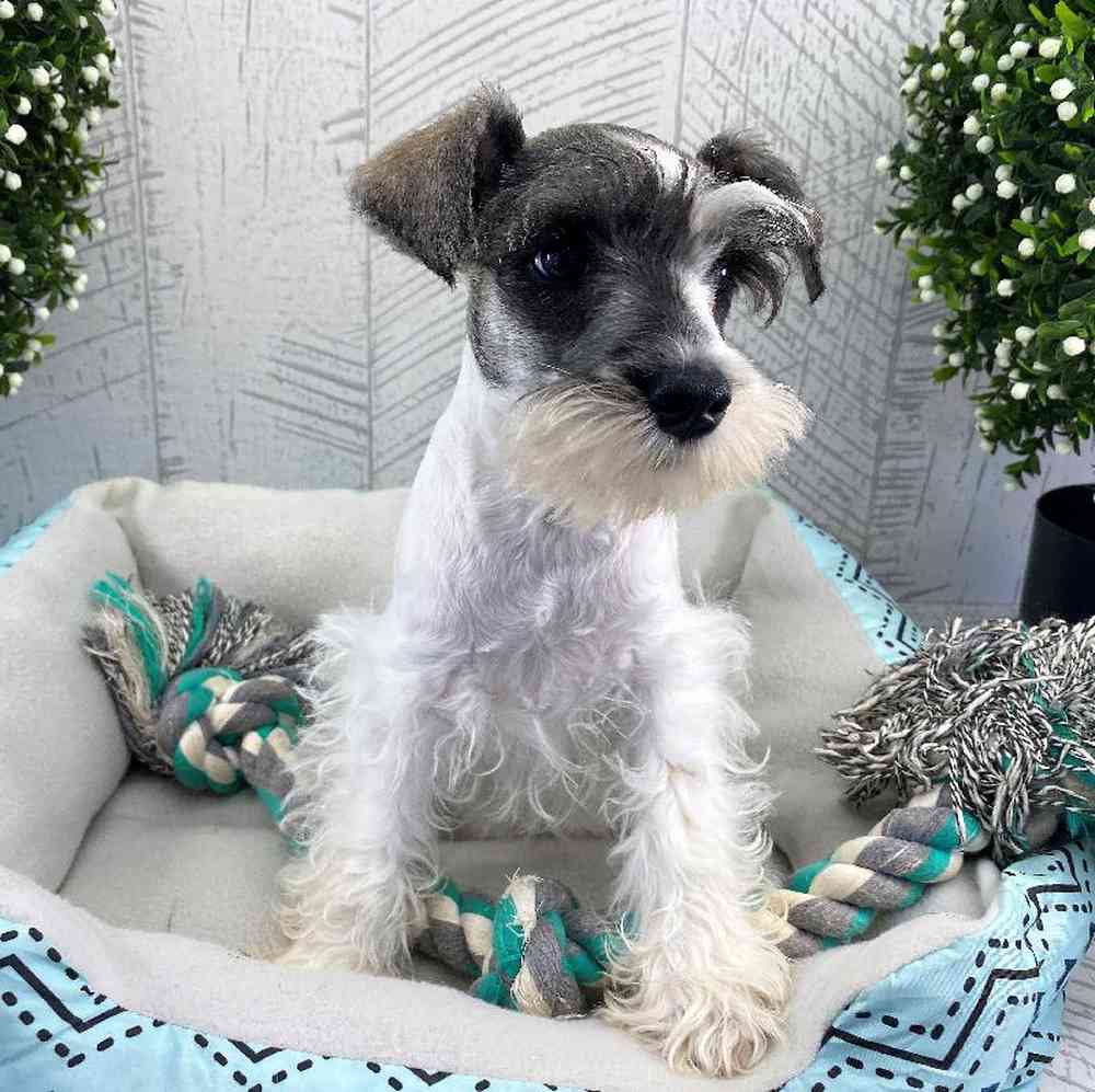 carousel pet images