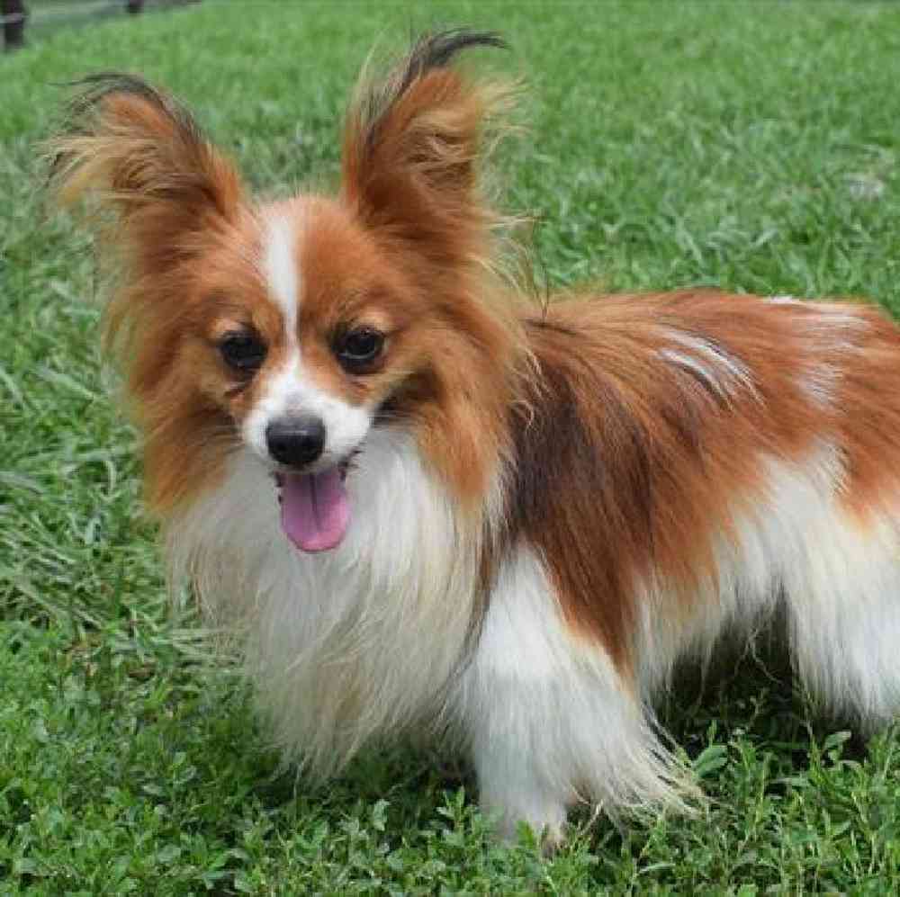 carousel pet images