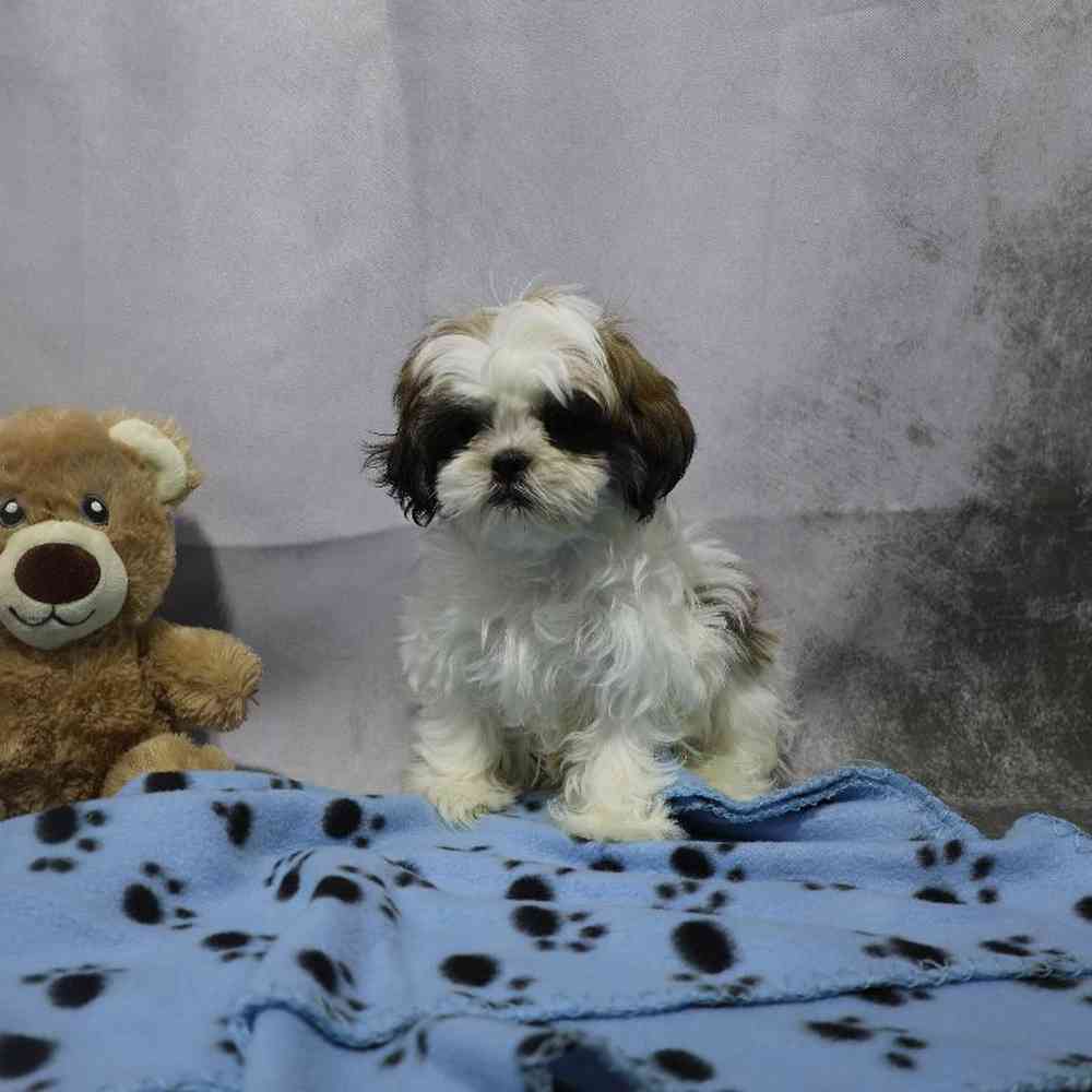 carousel pet images