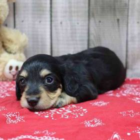 Dachshund