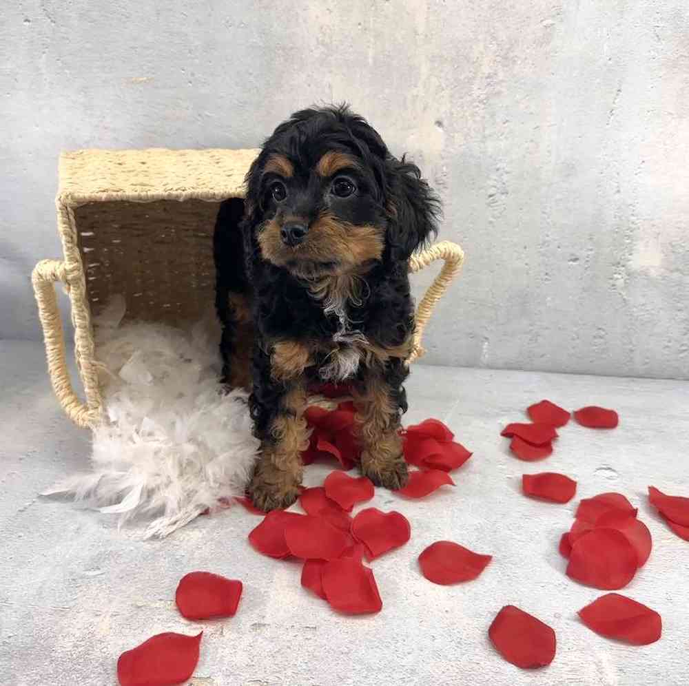 Female Cavapoo Puppy for Sale in Millersburg, IN