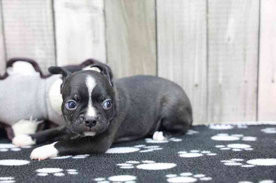 Boston Terrier