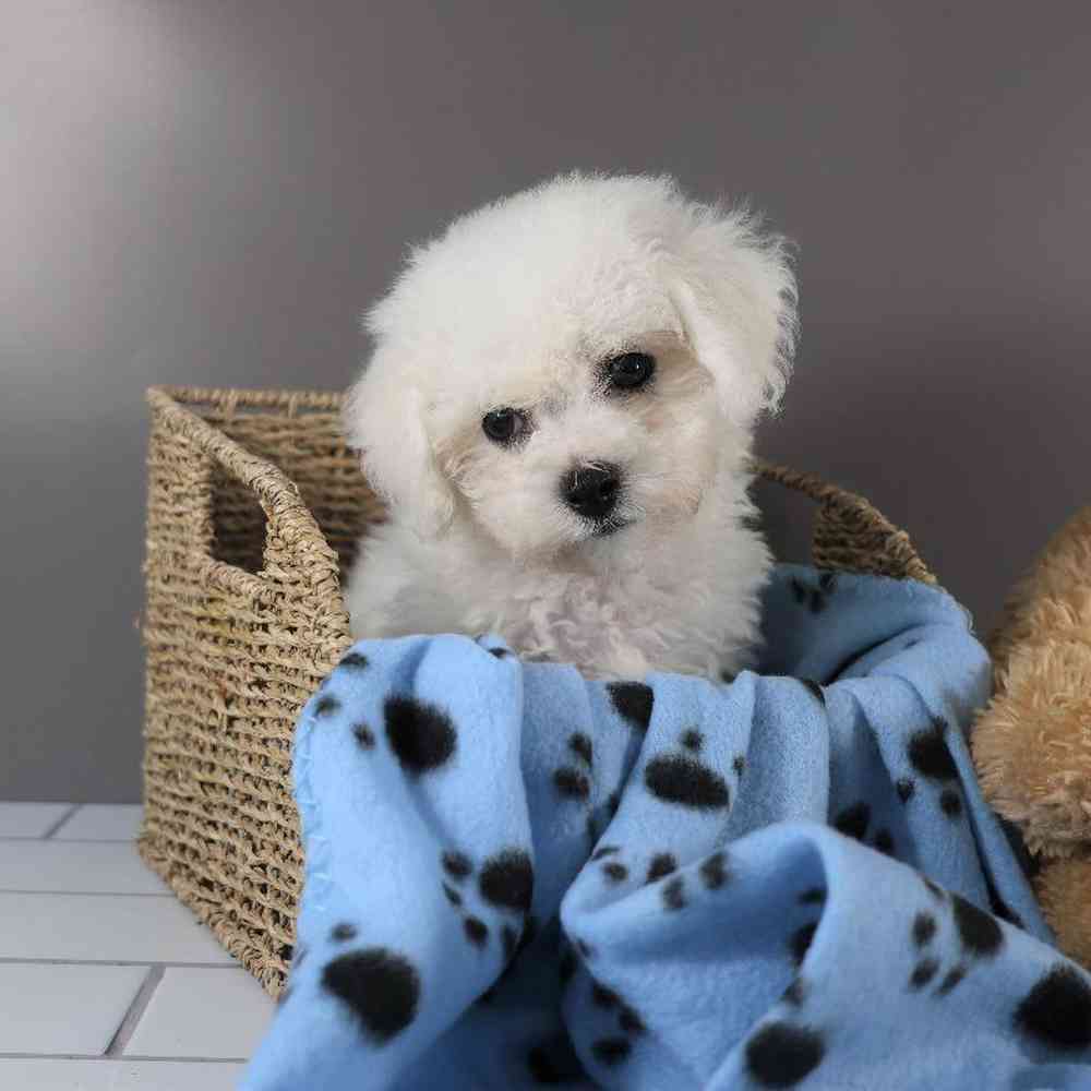 Male Bichon Puppy for Sale in Millersburg, IN