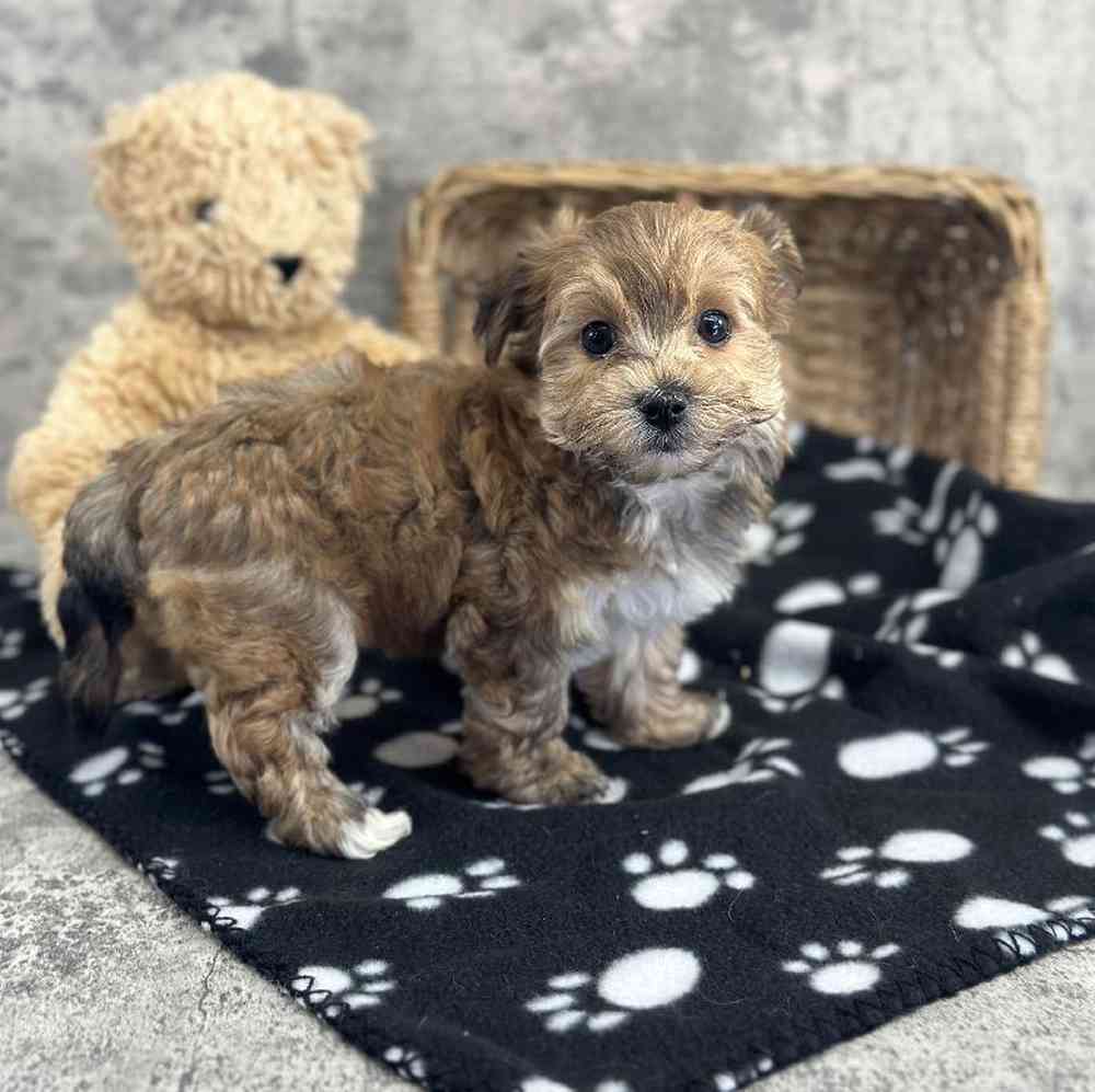 carousel pet images
