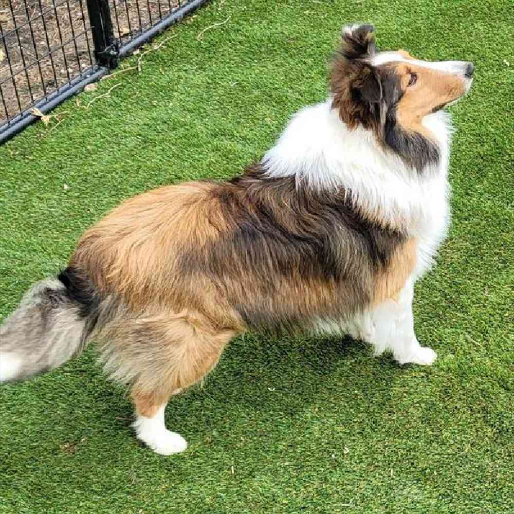 Male Sheltie Puppy for Sale in Millersburg, IN