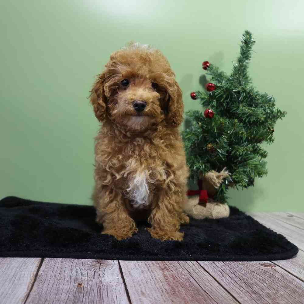 carousel pet images