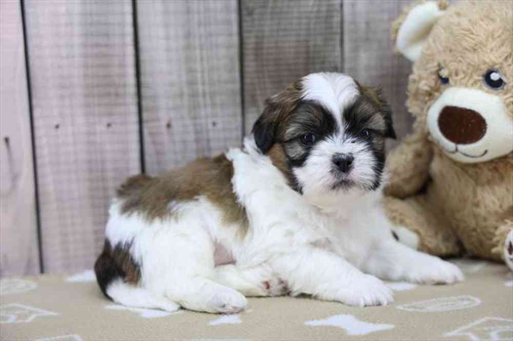 carousel pet images