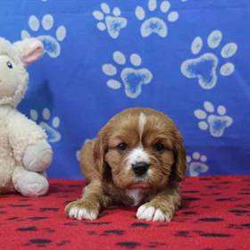 Cavalier King Charles Spaniel