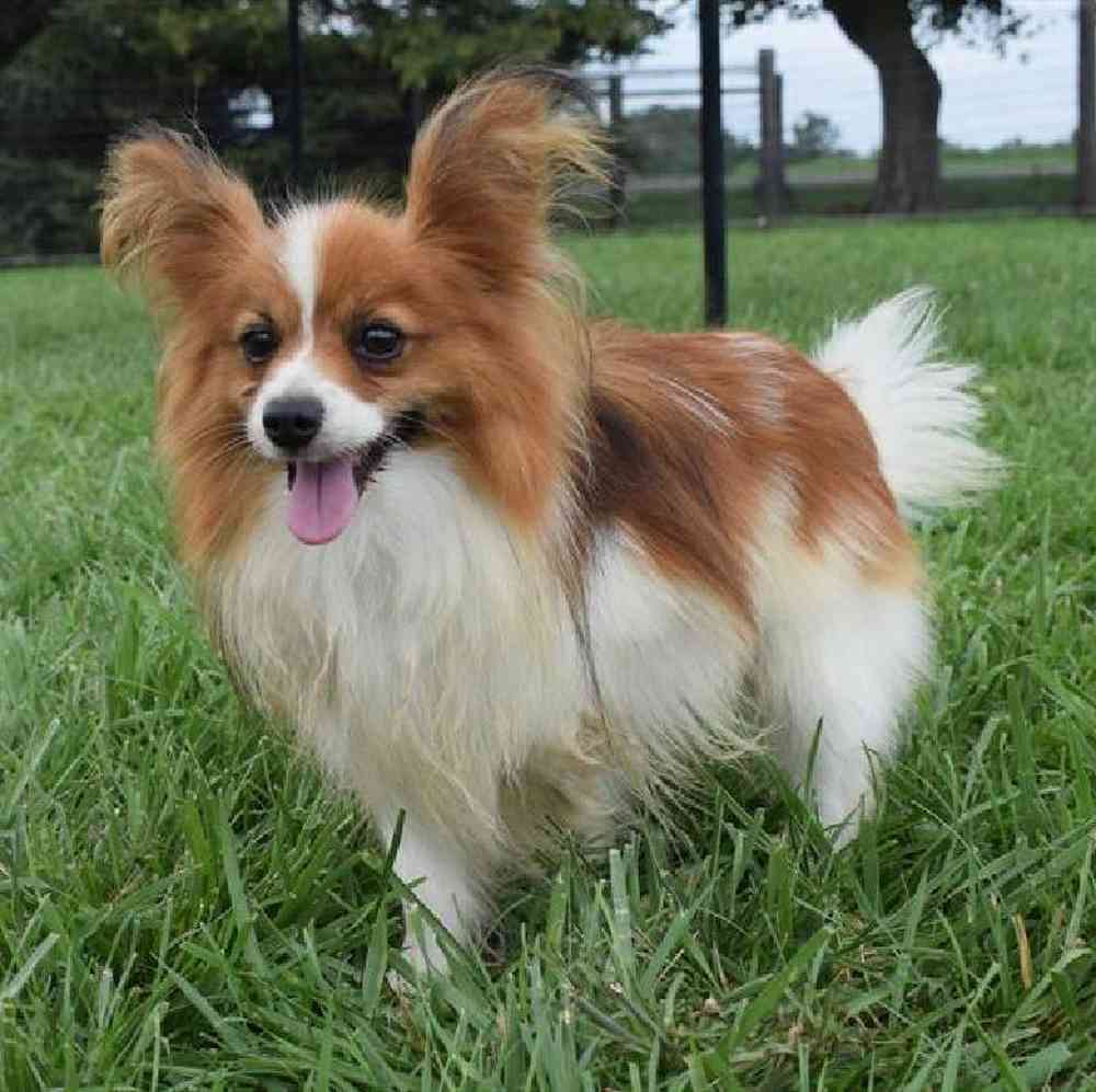carousel pet images