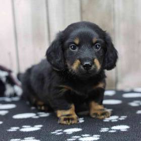 Dachshund