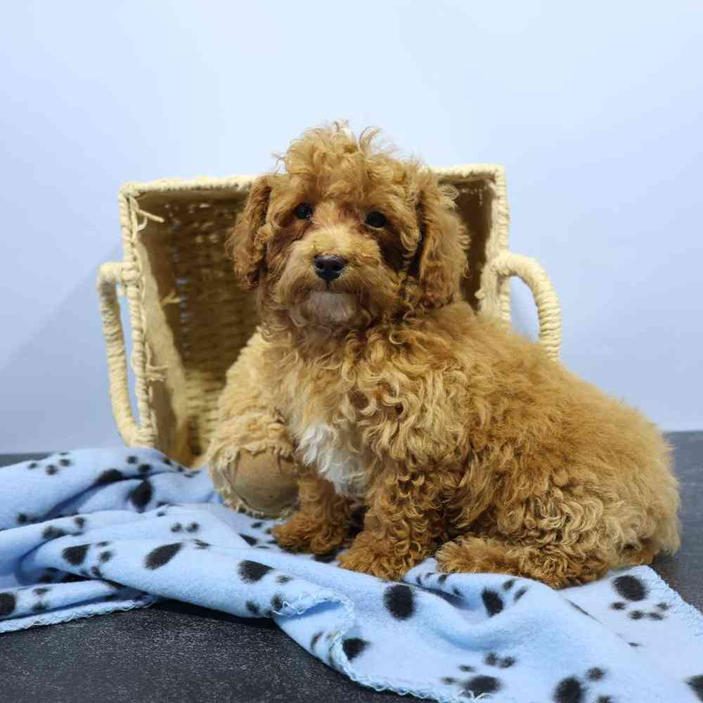 carousel pet images
