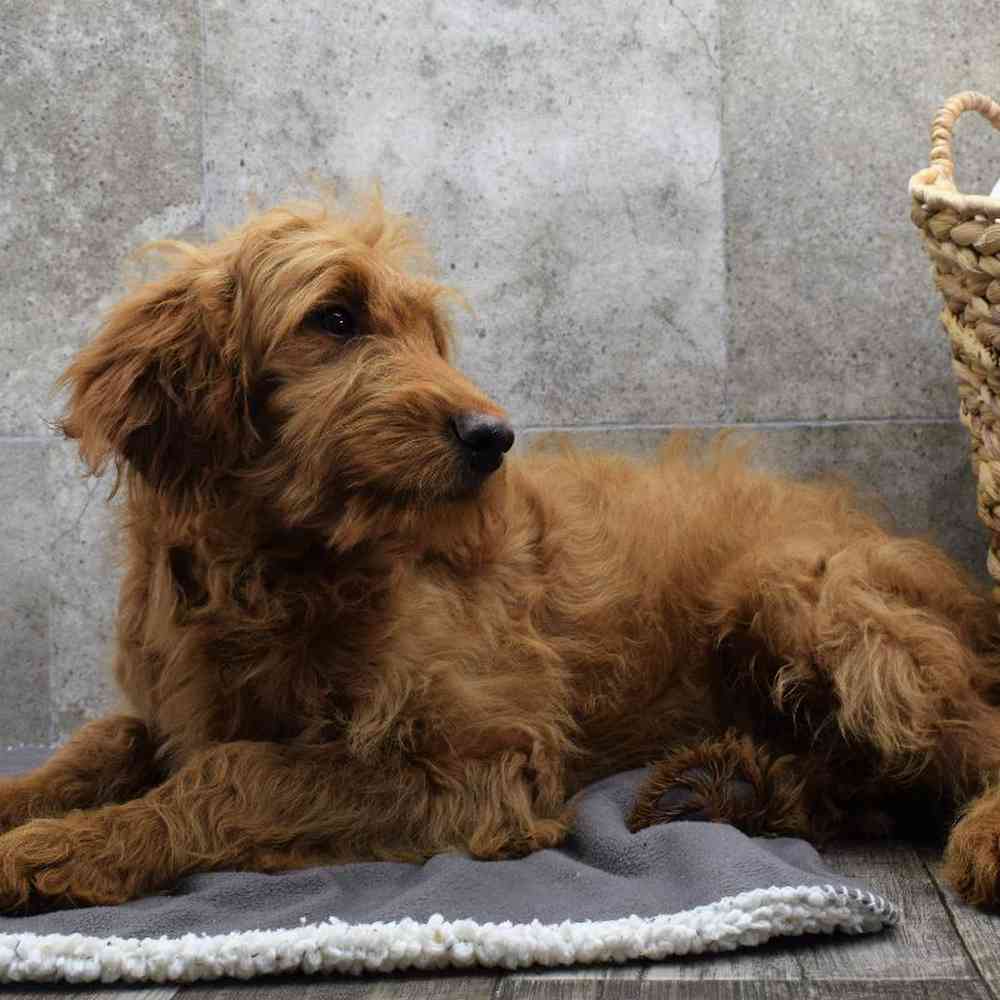 carousel pet images
