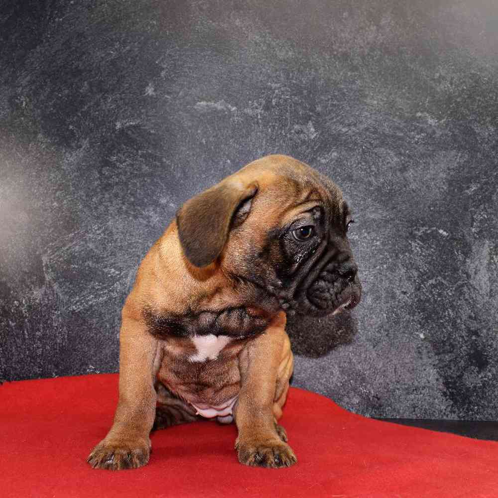 carousel pet images