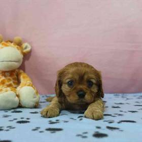 Cavalier King Charles Spaniel