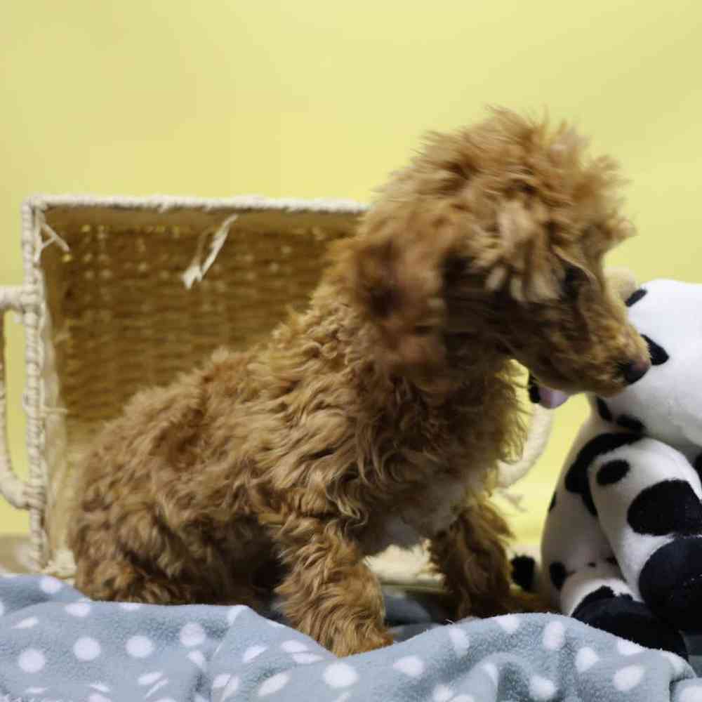 carousel pet images