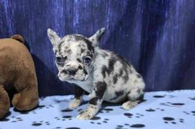 Frenchton