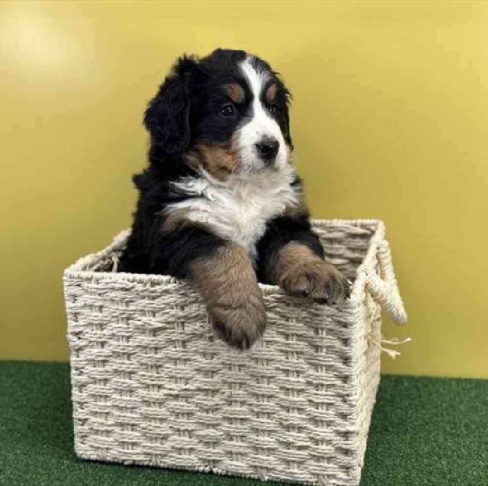 carousel pet images