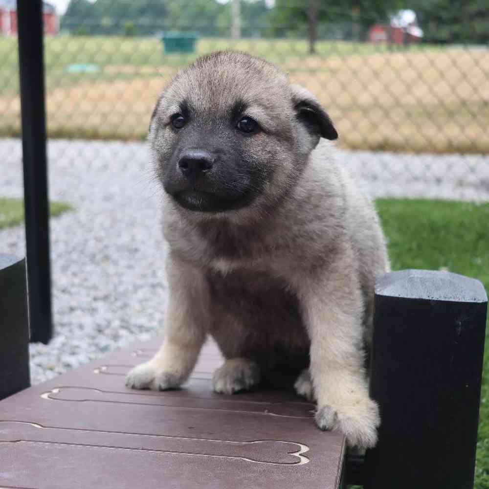 Male Norwegian Elkhound Puppy for Sale in Millersburg, IN