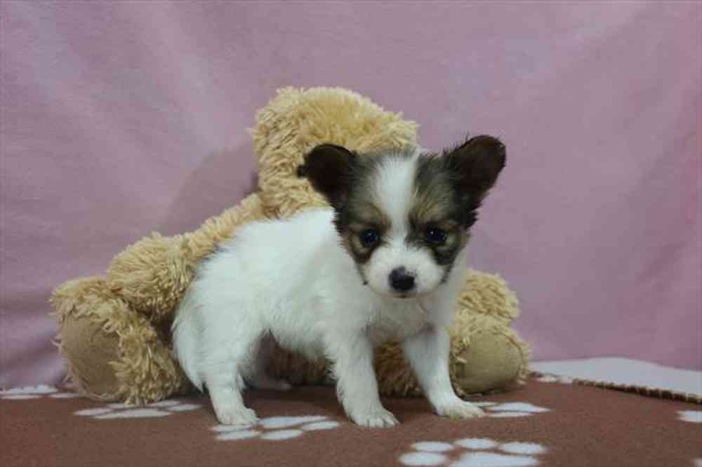 carousel pet images