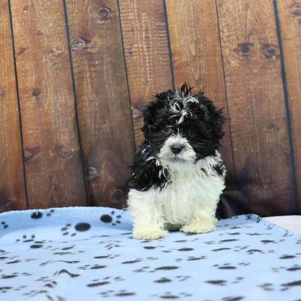 Male Havanese Puppy for Sale in Millersburg, IN