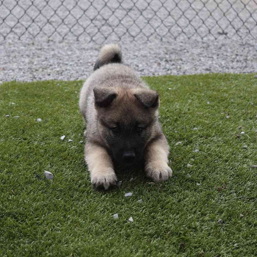 Male Norwegian Elkhound Puppy for Sale in Millersburg, IN