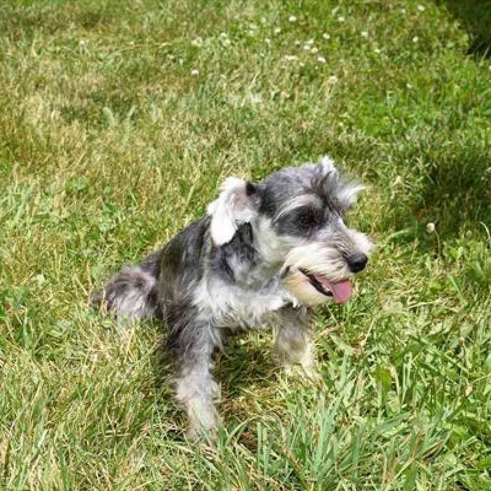 Male Mini Schnauzer Puppy for Sale in Millersburg, IN