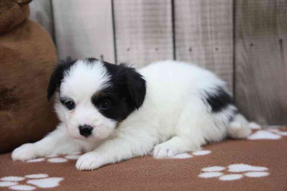 carousel pet images