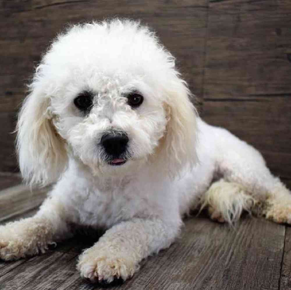 carousel pet images