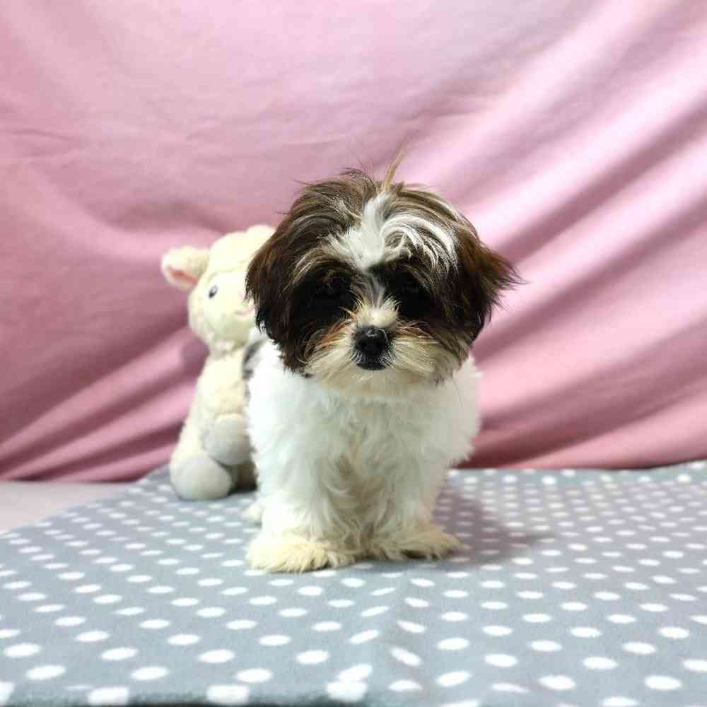 carousel pet images