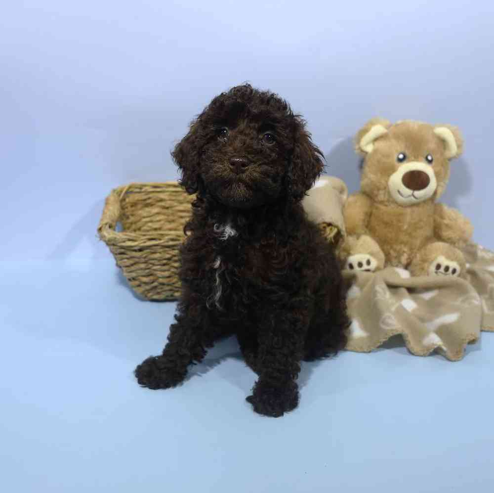 carousel pet images