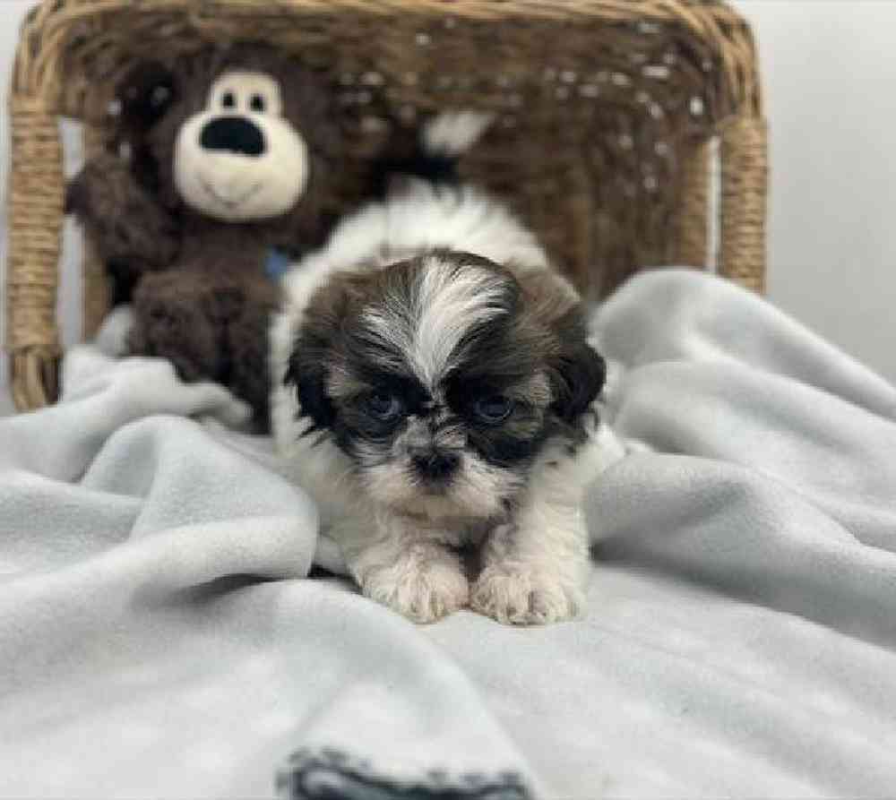 carousel pet images