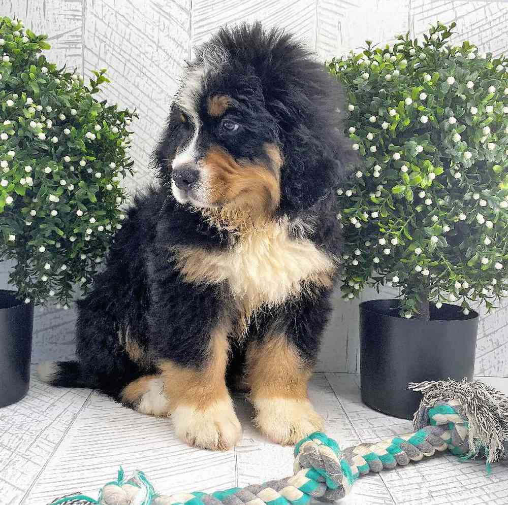 carousel pet images
